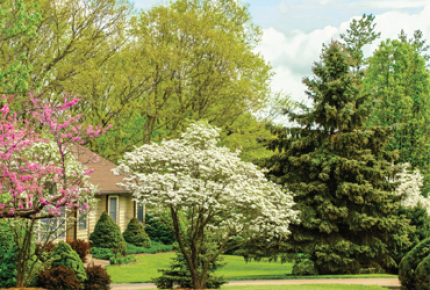 Arbor Care Tree Services Inc Coupon