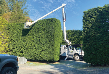  - $50 Off any tree Service