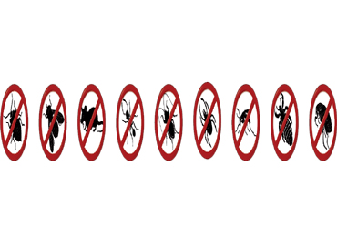  - 10% OFF Extermination of mice