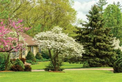 Arbor Care Tree Services Inc Coupon