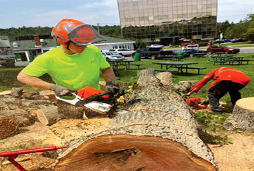  - 15% Off On Tree Pruning And Removal