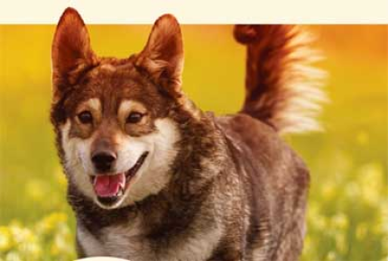Pet Country Market Coupon