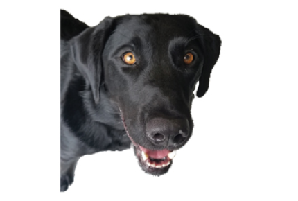 Playful Pups Coupon