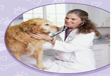  - 25% off Basic vaccine for dogs