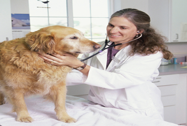  - 25% off Basic Vaccine for Dogs