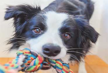  - 3 Days of Daycare $99