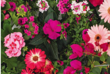 Sheridan Nurseries - HQ Coupon