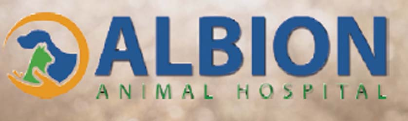 Albion Animal Hospital