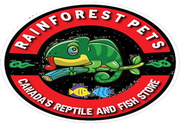 Rainforest Pets